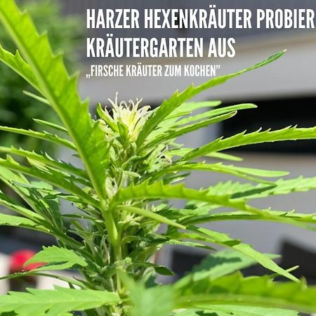 Harzer Healing Center 2024 Gemuetliche Landhauswohnung Mit Fussbodenheizung,Xxl Kochinsel,Xxl Regenduschen,Modern,Hochwertig,Persoenlich,Vollausgestattet Elbingerode  Exterior foto