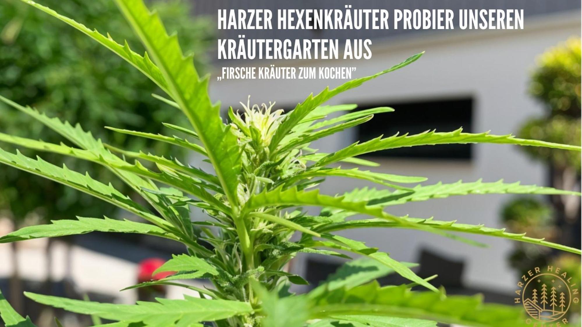 Harzer Healing Center 2024 Gemuetliche Landhauswohnung Mit Fussbodenheizung,Xxl Kochinsel,Xxl Regenduschen,Modern,Hochwertig,Persoenlich,Vollausgestattet Elbingerode  Exterior foto